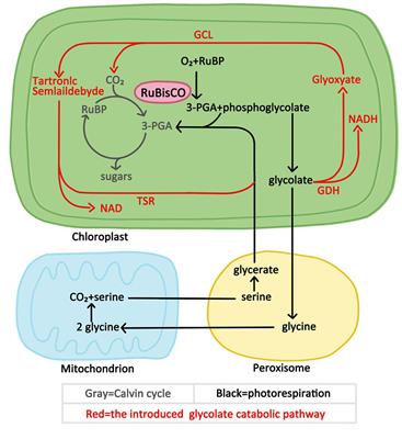 Introduction of Exogenous Glycolate Catabolic Pathway Can Strongly Enhances Photosynthesis and Biomass Yield of Cucumber Grown in a Low-CO2 Environment